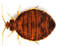Bed Bug Control KC