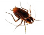 Bed Bug Control KC