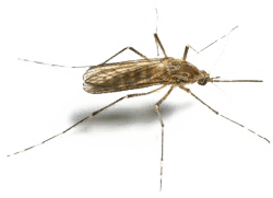 Bed Bug Control KC