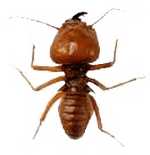 Bed Bug Control KC