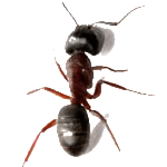 Bed Bug Control KC