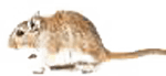 Bed Bug Control KC