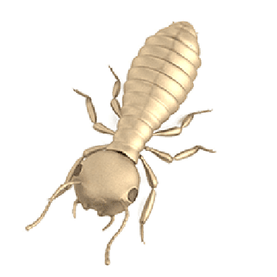 Bed Bug Control KC