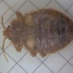 Bed Bug Control KC
