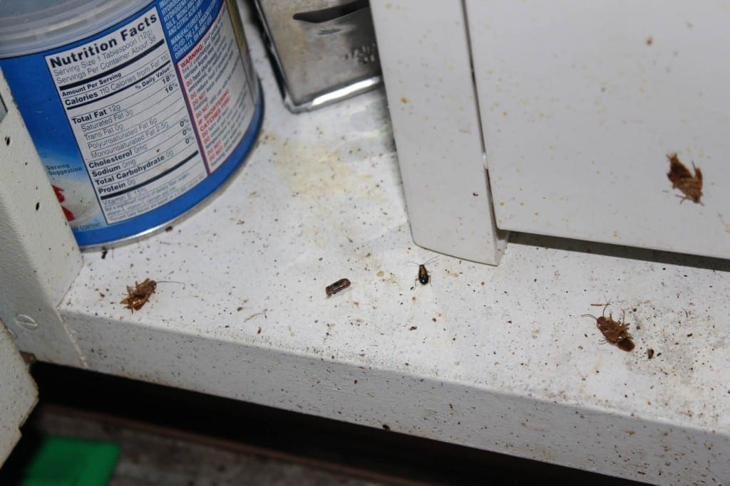 fumigate for roaches in kansas city