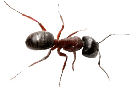 Bed Bug Control KC