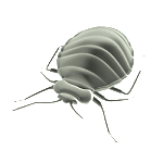 Bed Bug Control KC