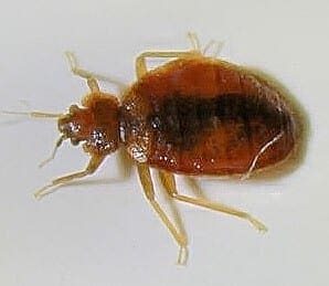 Bed Bug Control KC