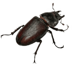 Bed Bug Control KC