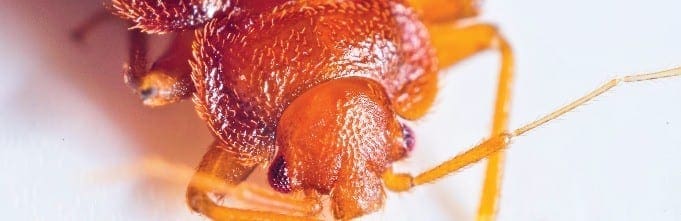 Bed Bug Control KC