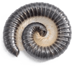 Bed Bug Control KC