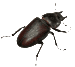 Bed Bug Control KC