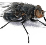Bed Bug Control KC