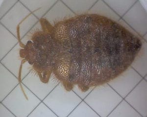 Bat Bugs in Kansas City