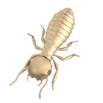 Bed Bug Control KC