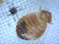 bed bugs and their control