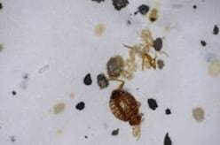 bed bugs and their control