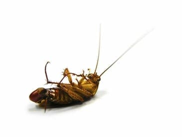 Bed Bug Control KC