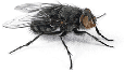 Bed Bug Control KC